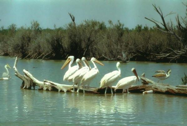 Foto della riserva della biosfera di Sian Kaan