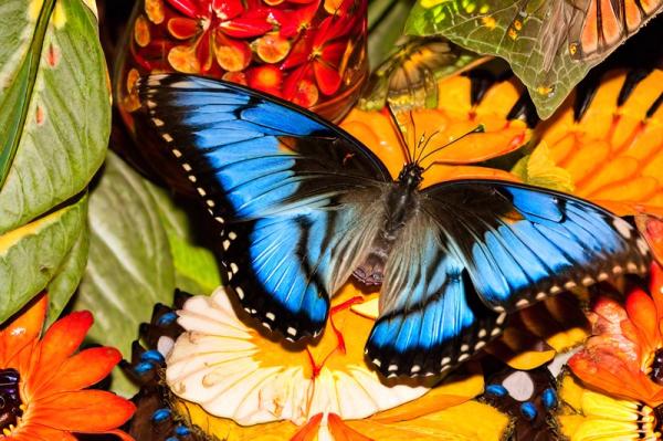 Foto di Butterfly Park