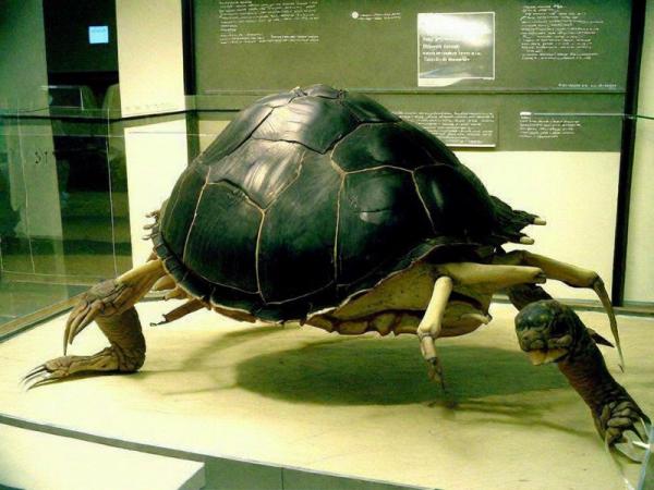 Museo di storia naturale foto