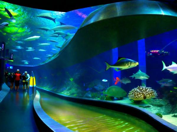 Foto dell'acquario di Voronezh