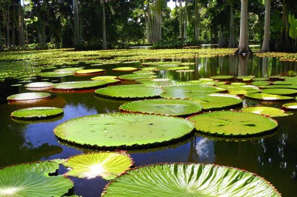 Foto del giardino botanico del Museo Pamplus