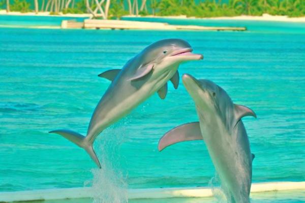 Foto di Dolphin Island